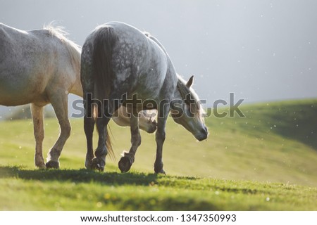 Two white horses are walking on the background of mountains in the green meadows. A pair of horses graze in the herd