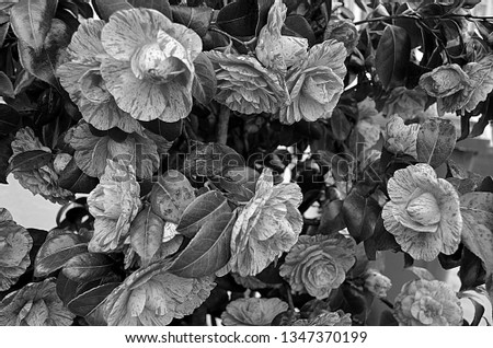Black and white edit of beautiful camellia plant / flower during spring. 