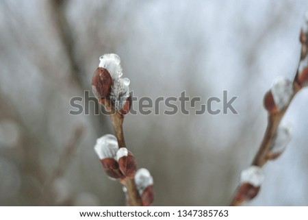 a branch of blossoming tree 