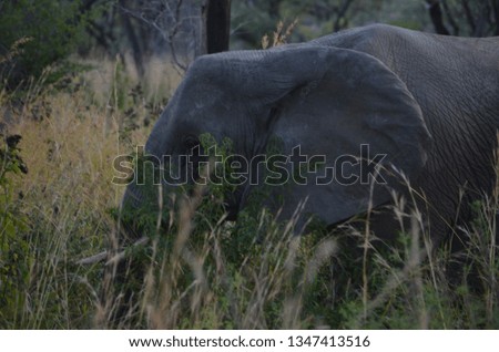 na elephant walking in a safari in South África.