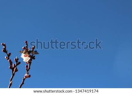Butterfly on a flowering branch of apricot In the garden
