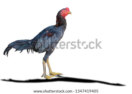 Isolated chicken separated from the white background cliping part