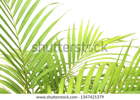 tropical green palm leaf tree on white wall background