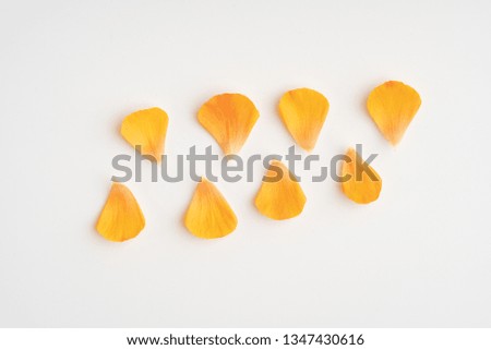 Orange ranunculus petals
