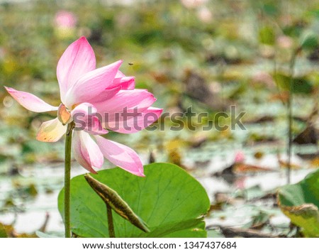 Beautiful pink  lotus flower - Image