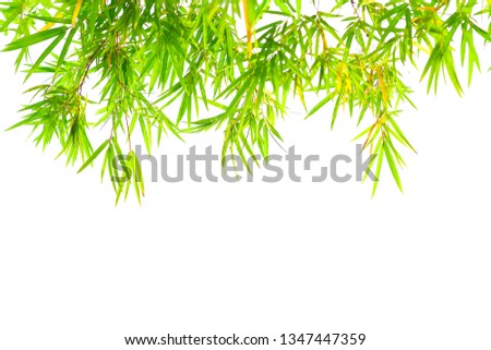 Bamboo leaves,Isolated on a white background