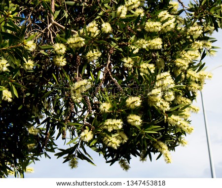 Melaleuca quinquenervia, broad-leaved paperbark, paper bark tea tree, punk tree or niaouli, a small- to medium-sized tree of myrtle family, Myrtaceae in white bottlebrush bloom attracts honey bees.