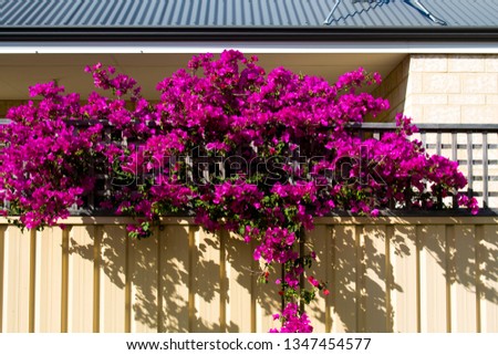Showy ornamental bracted carmine pink  blooms of magnificent weeping  colorful bouganvillea Magnifica Traillii  plant in summer glory on a metal fence adds a tropical splendour to the landscape.