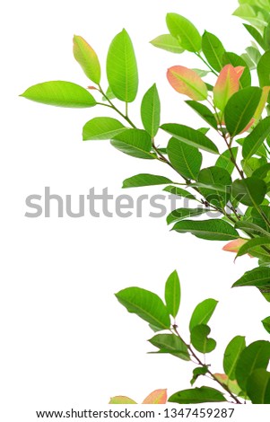 fresh light green leave isolated on white background for spring summer concept
