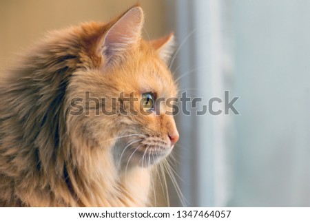 Portrait of a red Siberian cat.
