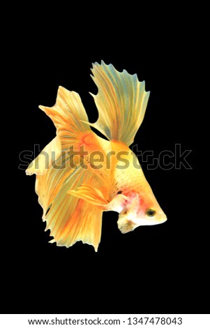 siamese fighting fish, betta isolated on black background
