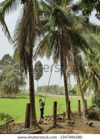 Farmer harvest coconut palm tree.