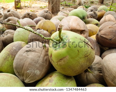 Coconuts that have been piled up.