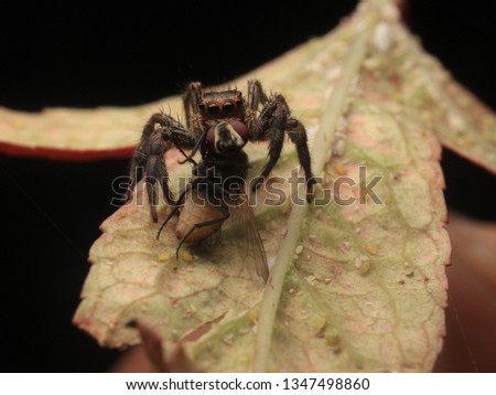 Spider and Prey on Nature