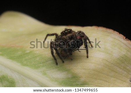 Spider and Prey on Nature