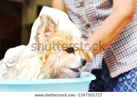 Asian elderly woman use her free time to be useful by cleaning small Pomeranian dog by herself at home, crop picture half body adult female, wet pet with bubble soap in blue bucket, happy time concept