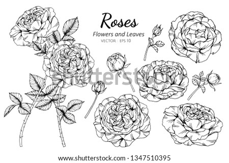 Collection set of rose flower and leaves drawing illustration. for pattern, logo, template, banner, posters, invitation and greeting card design.

