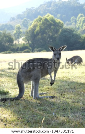 Kangaroo looking at camera in morning light