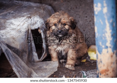 homeless pitiful puppy sitting on the snow next to the garbage cans that serve as his home