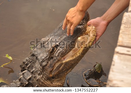 Hands touching the crocodile mouth Royalty-Free Stock Photo #1347552227