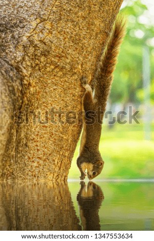 The squirrel hung from tree to drink the water in the park.