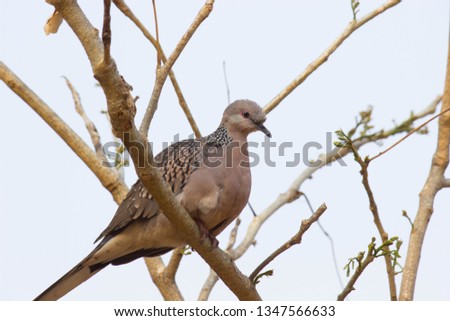 Dove bird Sitting on the Tree Branch in its Natural Habitat