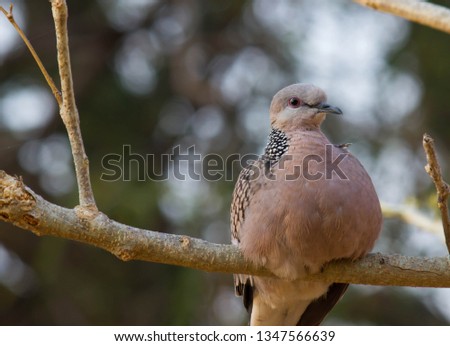 Dove bird Sitting on the Tree Branch in its Natural Habitat