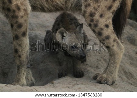 hyena cub framed by his mother