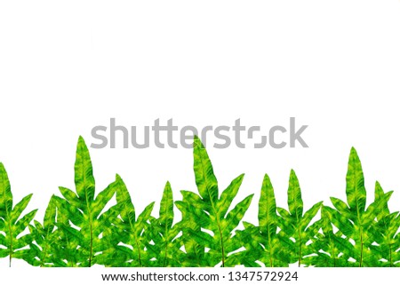 Calathea foliage, Exotic tropical leaf, Large green leaf, isolated on white background.