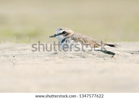 Sandpipers are a large family, Scolopacidae, of waders or shorebirds. 