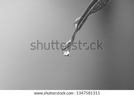 Black and White Photo of Cleared Water Droplet on Leaf with Blurred Background.
