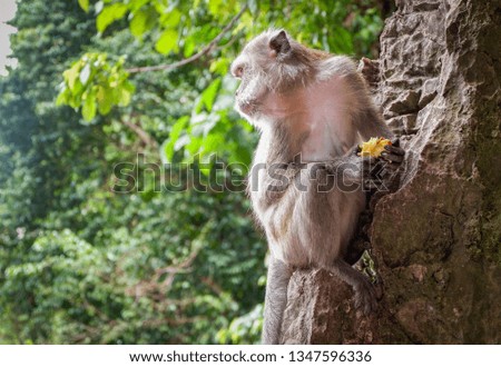 Asia monkey sitting on the rocks and eating food on nature park background