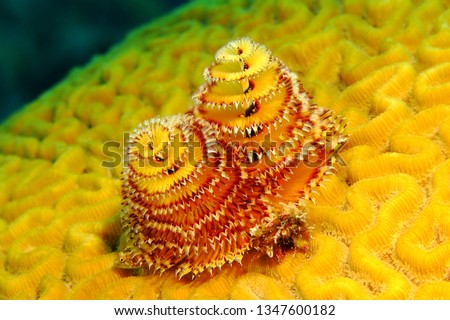 Yellow orange christmas tree worm on the coral reef. Closeup detail of spiral gills creature on brain coral. Underwater picture of small marine animal with hiding fish. 
