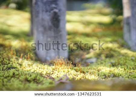 Light bokeh greenery blurred background with trunk. the plant are grass moss and lichen on stone floor. Weathering season - moist rainy season, look peaceful and calm. Photo taken in Kyoto, Japan.