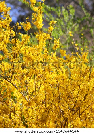 Close up, isolated photo of a huge golden yellow Goldzauber Forsythia bush in full bloom on a clear sunny Spring day in Spartanburg, South Carolina. 
