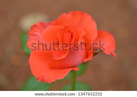 orange color variety of rose. close up picture of the rose bud.