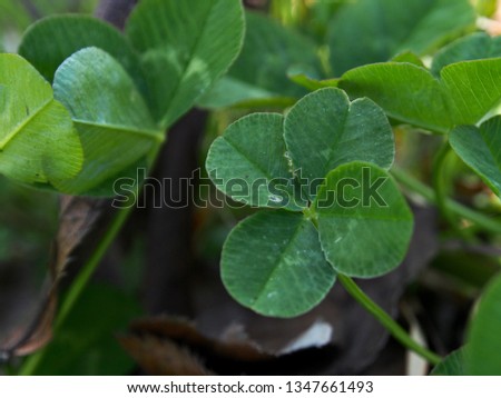 Four-leaf clover in spring