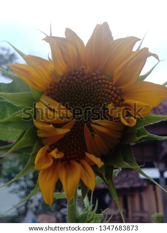 sunflower in the afternoon
