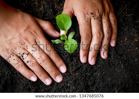 growth concept , hands are planting the seedlings into the soil 