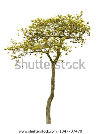 Isolate pictures of green tree. Large perennial on white background.