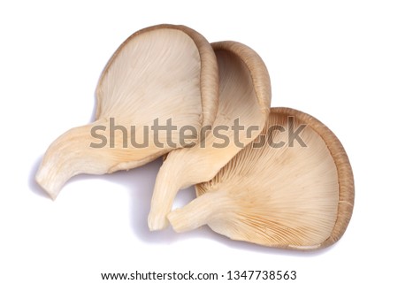 Close up of oyster mushrooms placed over white background 