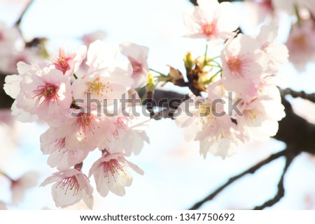 Sakura in the refreshing spring sunshine