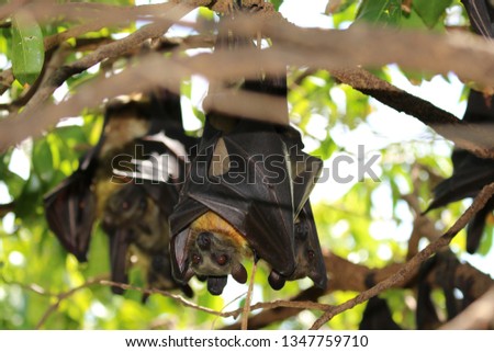 Flying Fox, Bats, close up. Rwanda, Africa