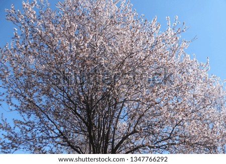 A picture of a blooming tree, with sky in the background.