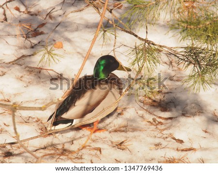 Drake sitting on the ground. Duck. Picture of an animal.