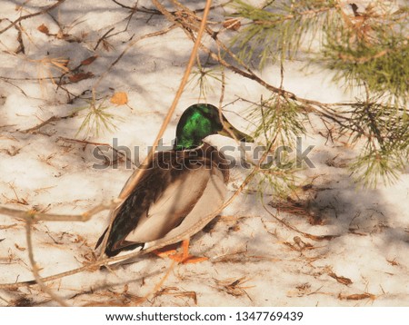 Drake sitting on the ground. Duck. Picture of an animal.