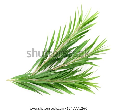 fresh tea tree isolated on white background, top view Royalty-Free Stock Photo #1347771260