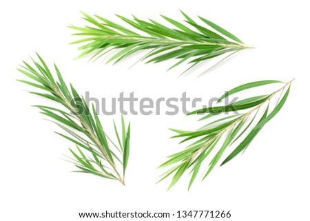 fresh tea tree isolated on white background, top view Royalty-Free Stock Photo #1347771266