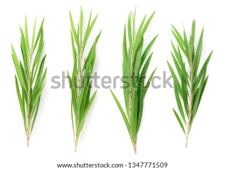 fresh tea tree isolated on white background, top view Royalty-Free Stock Photo #1347771509