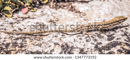 Photo of a full lizard